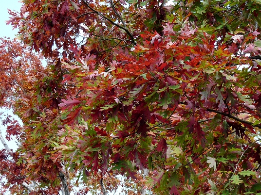 {Quercus alba}